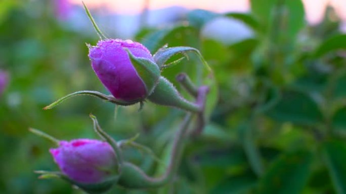 保加利亚玫瑰谷花园中带有露珠的保加利亚粉红色玫瑰/粉红色芽的特写镜头