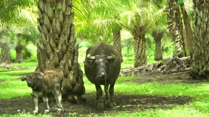 棕榈树林里的水牛。菲律宾保和