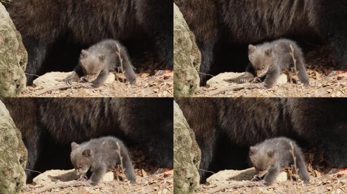 与新出生的熊