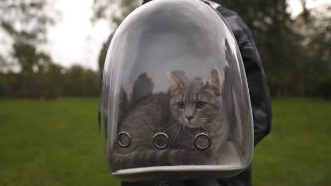 后视动物的主人带着宠物泡泡背包散步，里面带着灰色小猫。男人用带舷窗的背包做他的宠物。创意透明宠物包。