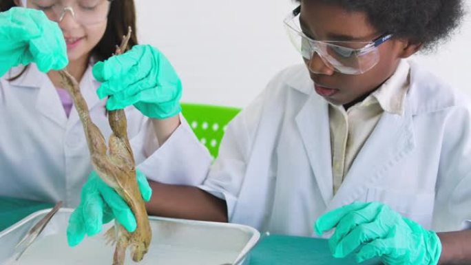 一男一女学生准备在生物实验室解剖一只青蛙。