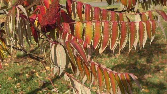 漆树的秋叶 (Lat. Rhus typhina)