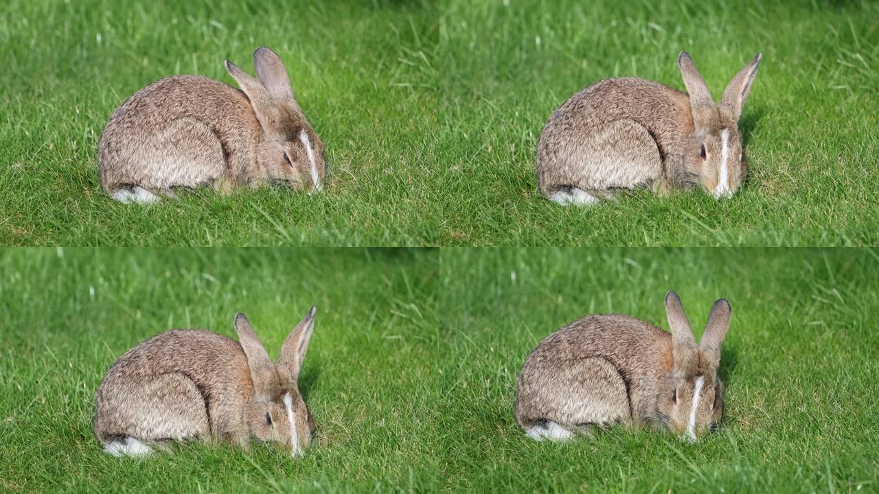 晴天吃青草的灰兔