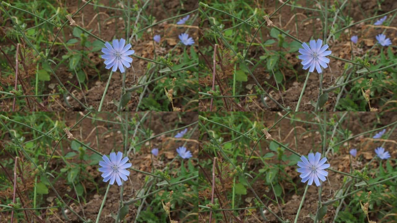 蓝色菊苣花，药用蓝色菊苣植物，