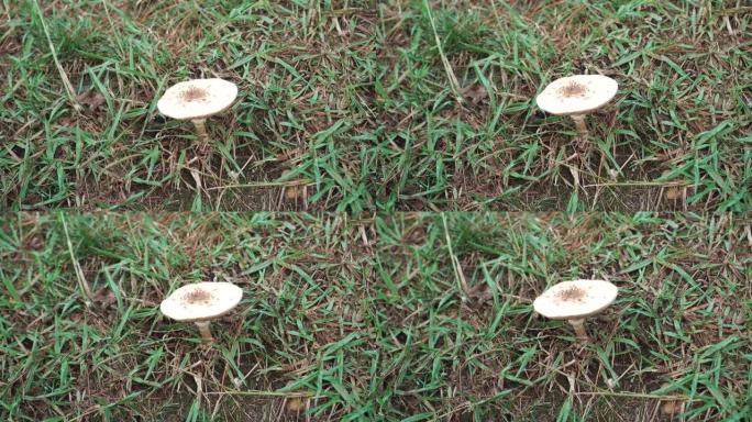 绿色草丛中散布着红色干松针的孤独的不可食用蘑菇