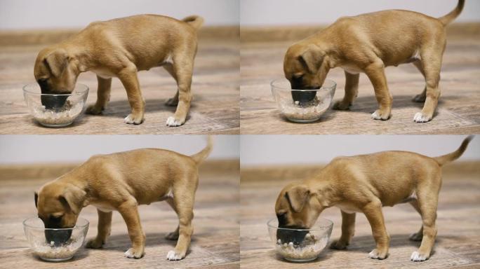 小狗。小狗用碗里的牛奶吃粥。