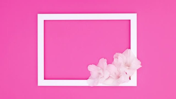 白色框架出现在大框架中，白色花朵以粉红色为主题。停止运动