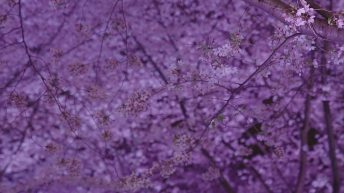 唯美樱花 晚上 夜樱花 路灯 灯笼