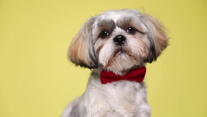 可爱的小西施犬坐着，戴着红色领结，盯着相机，然后在黄色工作室背景上向一边看