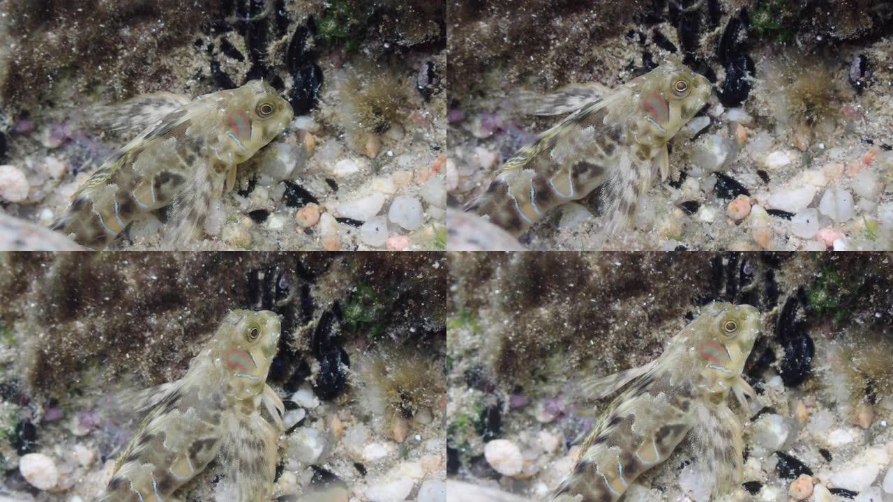 布拉瓦海岸-塔马里奥地中海海底的Aidablennius sphynx