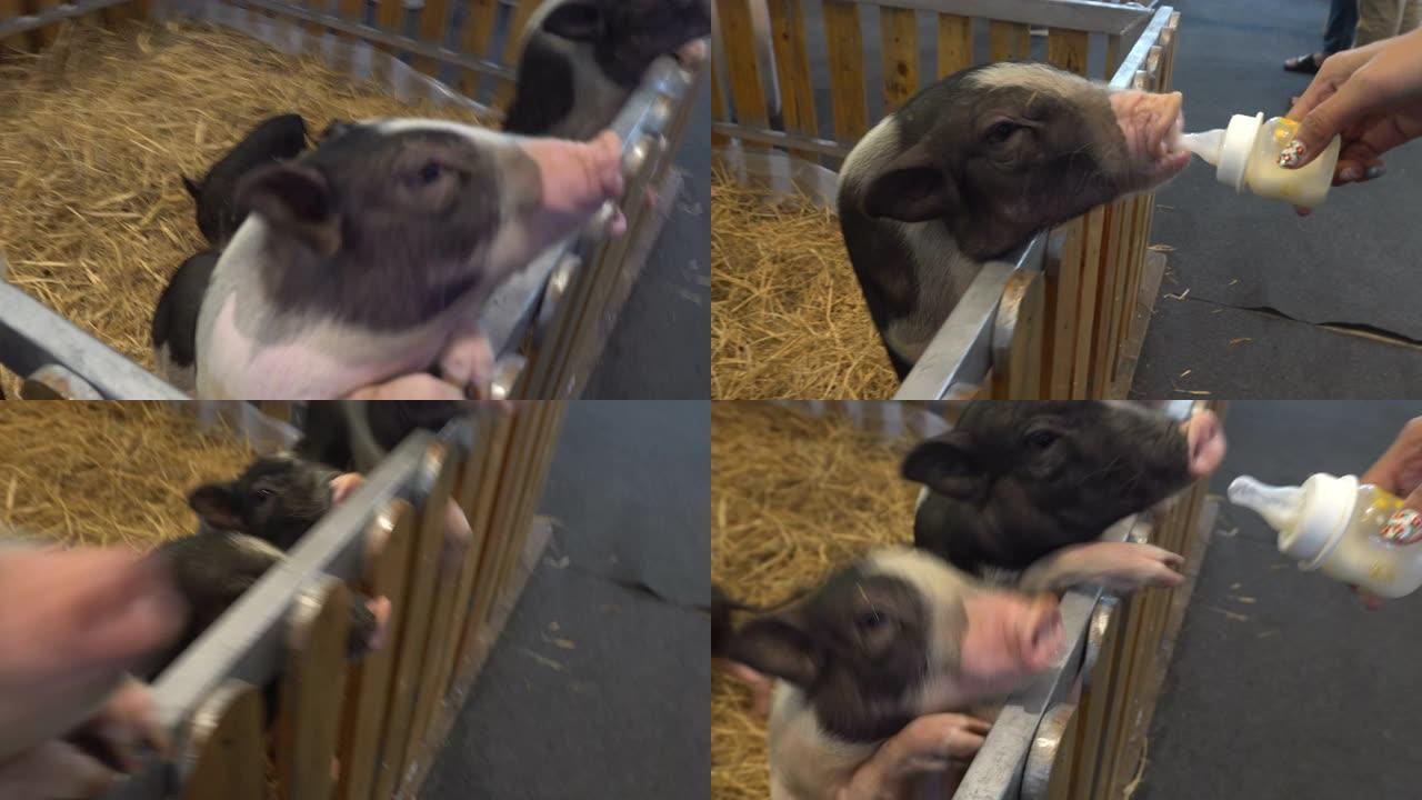在宠物节的栅栏里喂猪。