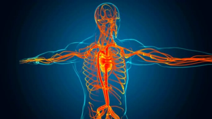 具有循环系统解剖学的人体心脏医学概念3D
