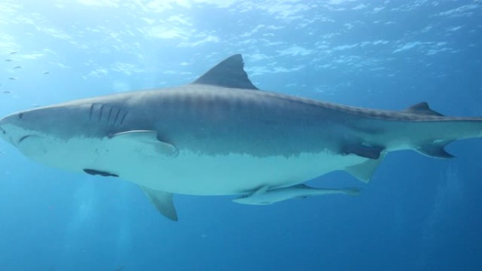 蓝水中的虎鲨
