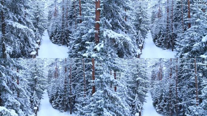 美丽的神话般的冬季森林景观，雪中栅栏附近的道路。