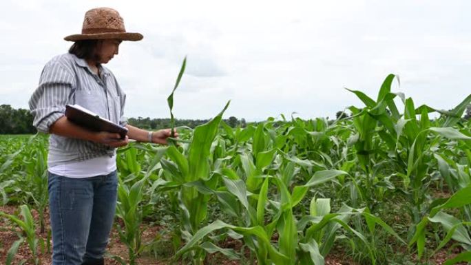 玉米农场的亚洲女农民走过玉米田/泰国