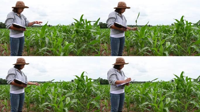 玉米农场的亚洲女农民走过玉米田/泰国