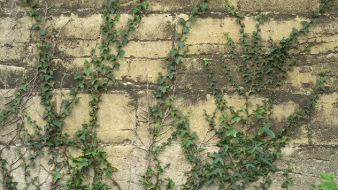 长满常春藤的古老裂缝墙。
