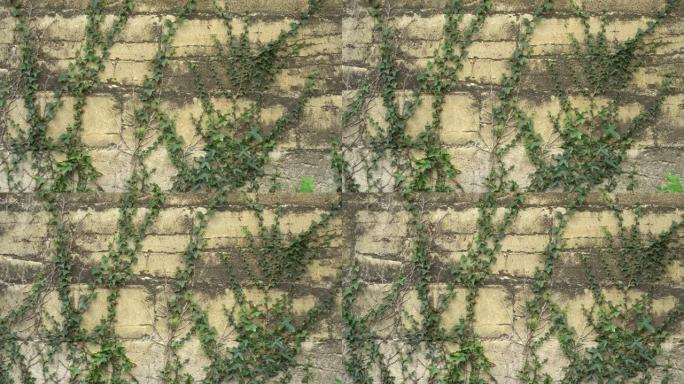 长满常春藤的古老裂缝墙。
