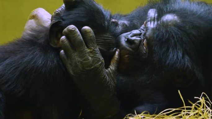 倭黑猩猩母亲和年轻人的特写