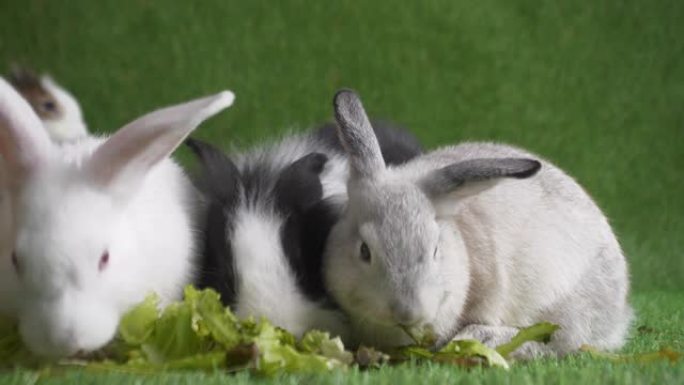 工作室拍摄了吃蔬菜，玉米和复活节彩蛋的兔子