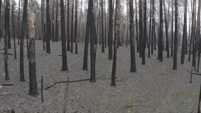 俄罗斯鸟瞰图沃罗涅日附近大火后的松树林