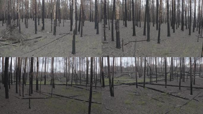 俄罗斯鸟瞰图沃罗涅日附近大火后的松树林