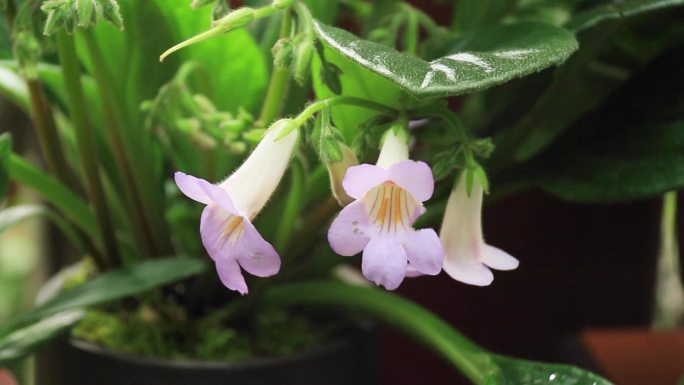 紫色大根报春苣苔花粉红花紫色花朵