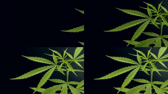 大麻大麻或黑色深色背景上的大麻植物。医学草药和药物概念