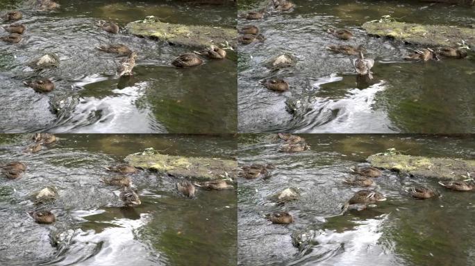 野鸭在晴天在浅溪中吃绿藻。他们把头放在水下，在底部寻找食物。4K