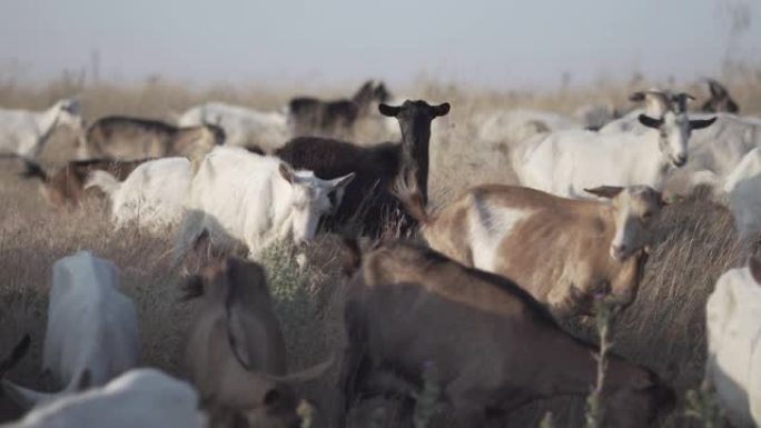 自然牧场上的山羊群。野生动物和生态