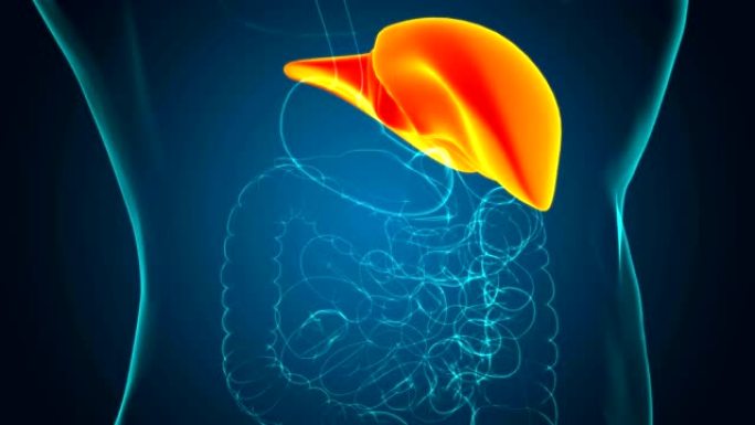 具有消化系统医学概念的人体肝脏解剖