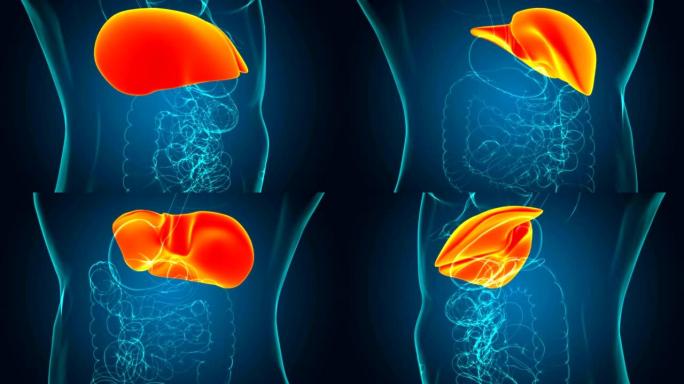 具有消化系统医学概念的人体肝脏解剖