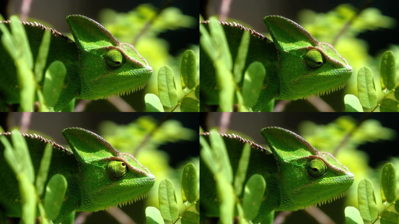 南非变色龙的特写镜头。变色龙像他附近的叶子一样绿色-爬行动物和动物概念