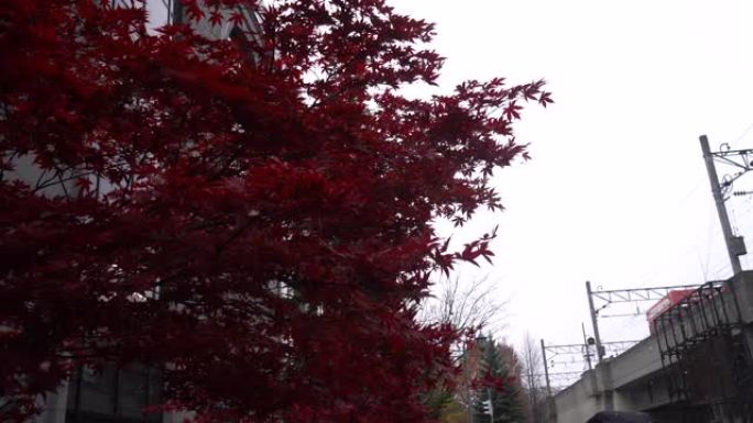 北海道札幌吹雪的红叶