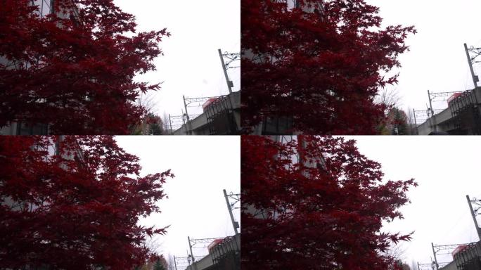 北海道札幌吹雪的红叶