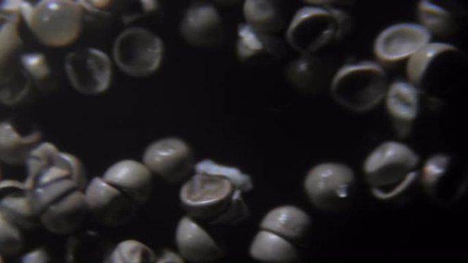 显微镜下的盐水虾卵。微观世界。卤虫卵。卤水虾繁殖。特写。