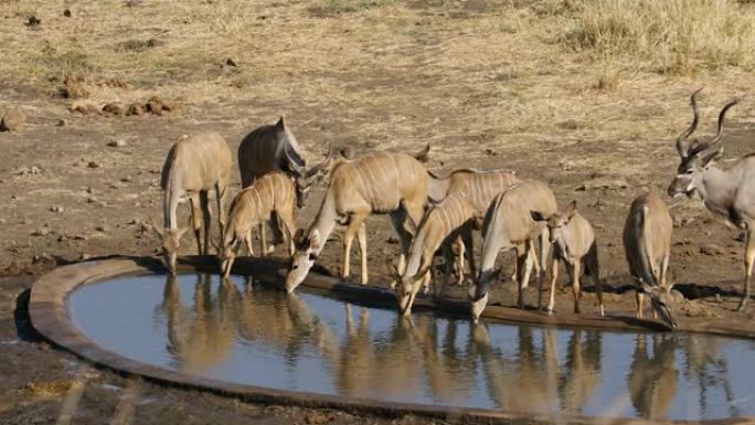 库杜羚羊 (Tragelaphus strepsieros) 饮用水，南非克鲁格国家公园