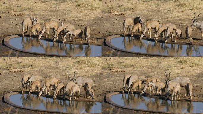 库杜羚羊 (Tragelaphus strepsieros) 饮用水，南非克鲁格国家公园
