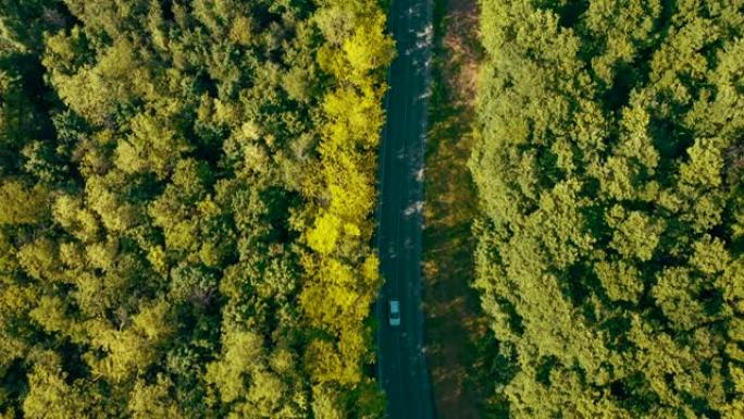 警察护送车辆沿着道路闪烁的树木库存视频