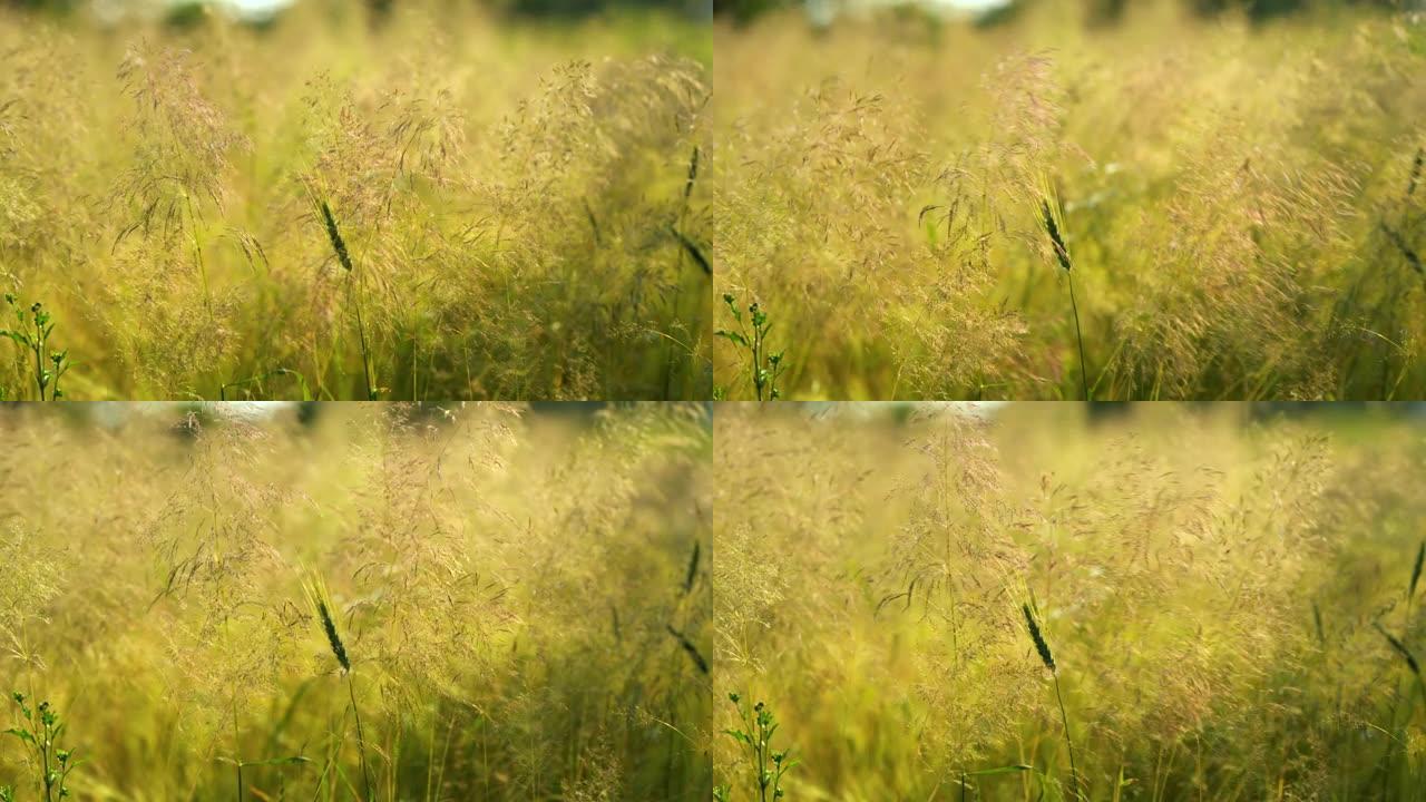 模糊背景上的草。4k分辨率。