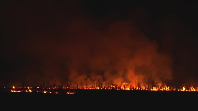 田野里的夜火。在大树周围燃烧的干草。惊人的画面。4K