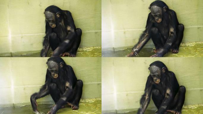 倭黑猩猩的特写