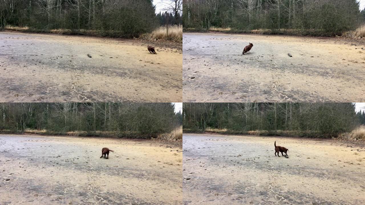 一只年轻快乐的棕色拉布拉多犬在泥里转圈奔跑，玩着一只大木头