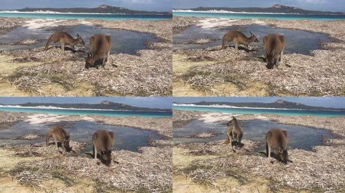 澳大利亚西部幸运湾海滩上的袋鼠