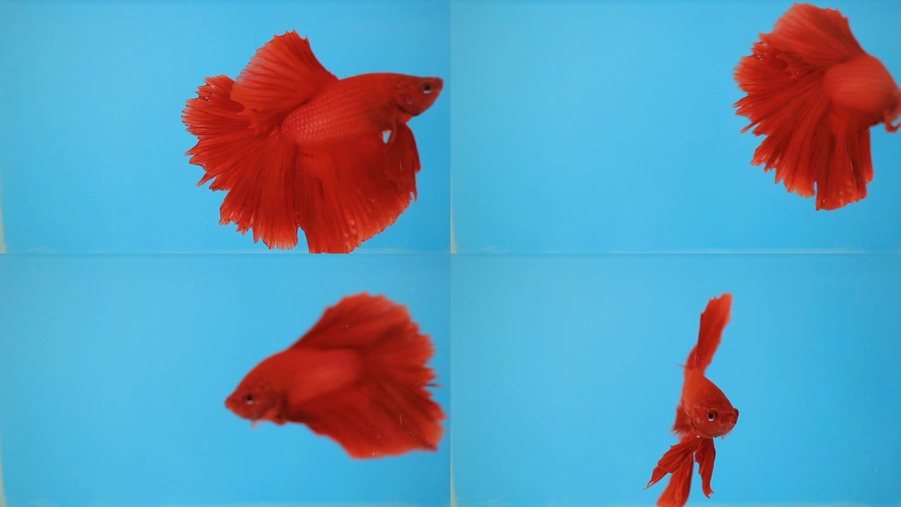 红暹罗斗鱼。