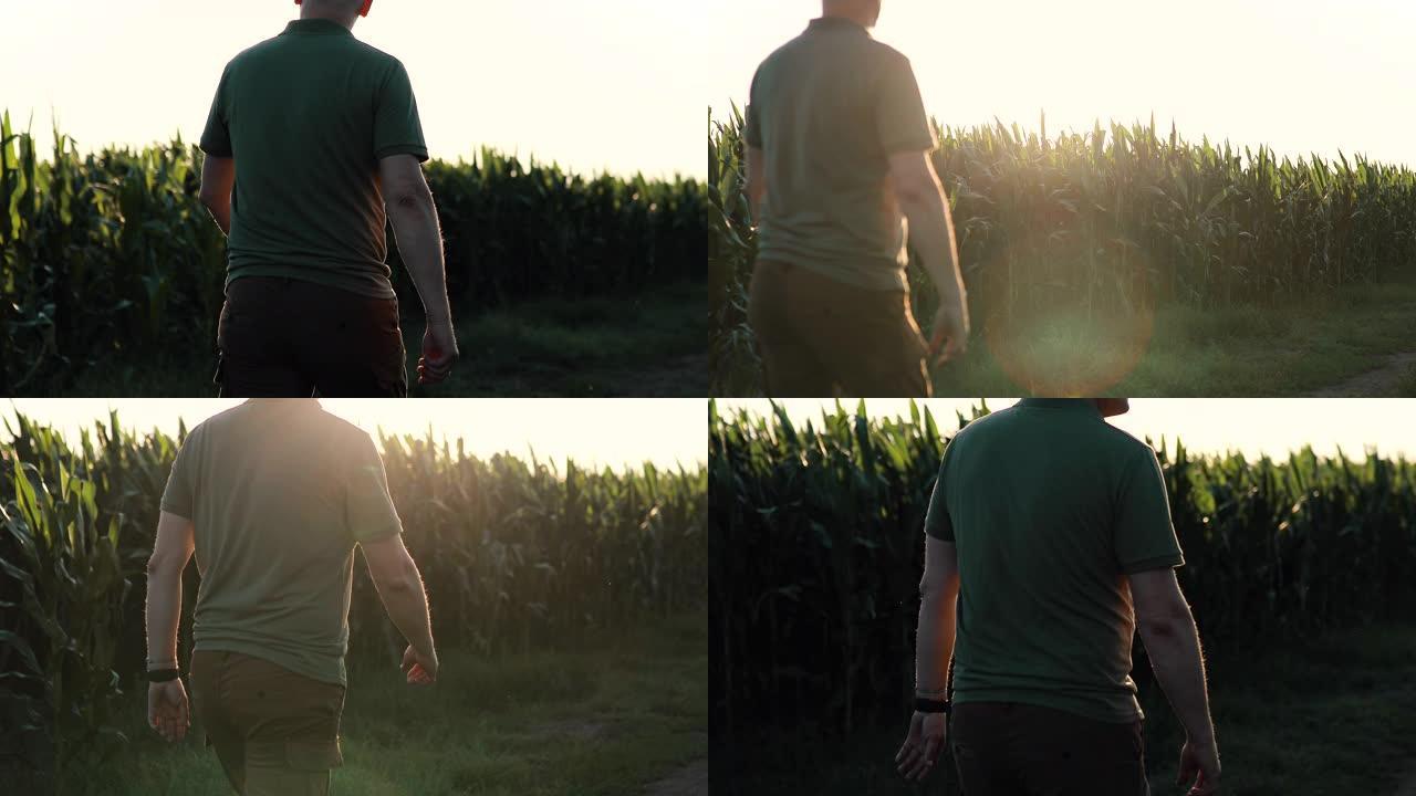 一名男子走在蔬菜农场并监视玉米作物。一个戴着帽子的农业农民分析玉米的产量。农艺业务。