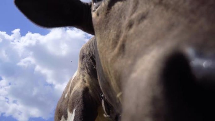 牛弯下腰，嗅着摄像机。天空背景下小牛的特写
