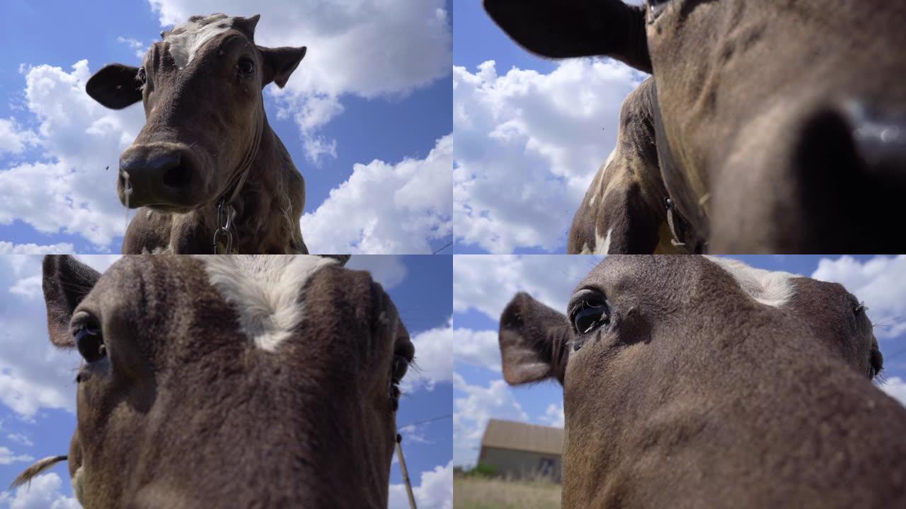 牛弯下腰，嗅着摄像机。天空背景下小牛的特写