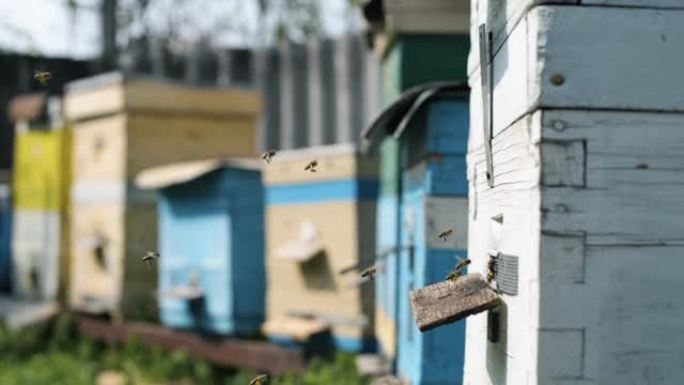 养蜂，蜜蜂围着蜂箱转，将新鲜的花蜜和花花粉放入蜂箱中，将其加工成蜂蜜和蜂巢，养蜂场