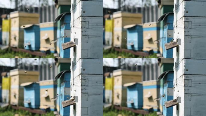 养蜂，蜜蜂围着蜂箱转，将新鲜的花蜜和花花粉放入蜂箱中，将其加工成蜂蜜和蜂巢，养蜂场